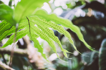 light green fern leaf with visible spores