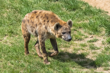 Fototapeta premium spotted hyena, Crocuta crocuta, animal standing on the grass 