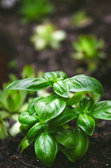 Detail of basil plant with drop of water on a leaves. Fresh, organic herbs. Cooking ingredients. Ocimum basilicum  - 204287511