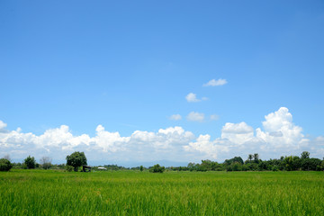 Landscape of rice field with blue sky and white clouds.
