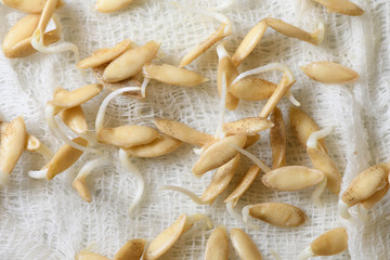 Sprouted seeds of cucumbers on white gauze fabric close-up