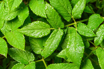 large bright green leaves of wet after rain for the whole frame