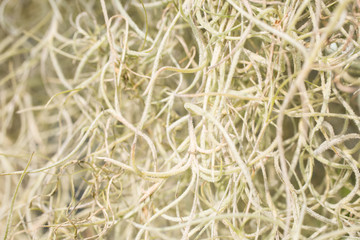 delicate tangled bromeliads