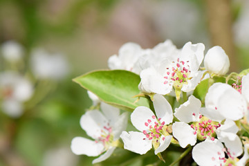 White Apple blossoms on a branch closeup on green blurry background