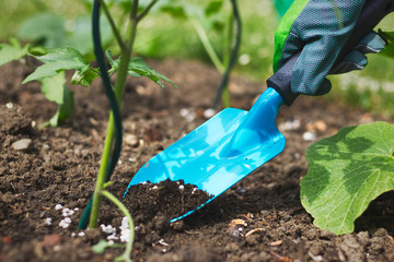 Farmer giving granulated fertilizer to young tomato plants 