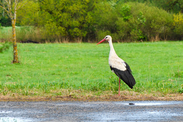 Obraz na płótnie Canvas White stork Ciconia ciconia in the natural environment