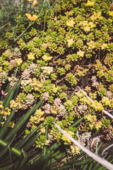 succulent carpet with tiny plants
