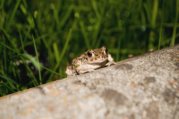 Rana rospo in mezzo alla natura