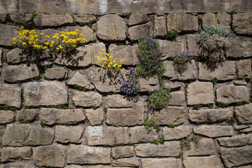 plants growing in old stone wall