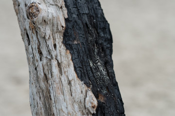 Fototapeta premium Two-toned burned wood at beach