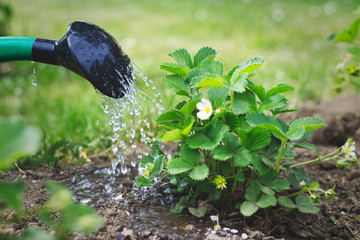 Watering young strawberry plant