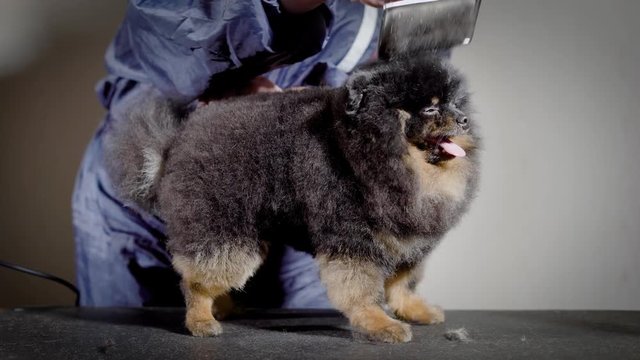 master of dog grooming is performing backbrushing for taking shape of haircut of black spitz before conformation show