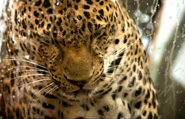 Fototapeta na wymiar the leopard behind the glass