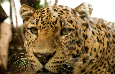 the leopard behind the glass