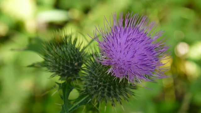 Cirsium vulgare macro in the summer and bee
