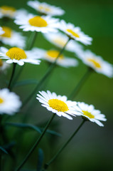 Daisy flowers on a green blurry background. Dark tones. Meadow flowers. Summer time. Summer and spring flowers. 