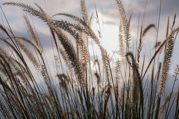 Fototapeta premium spikes with sunset background