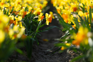 Obraz premium Incredibly beautiful spring scene with blooming daffodils with a blurred background. Selektive focus