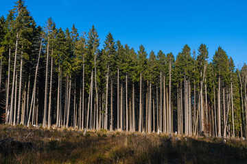 Conifer forest in Vosges, France