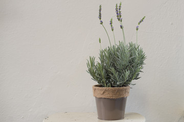 Lavender Growing In A Pot 