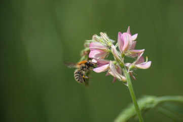 closeup of bee on savage flowers in a meadow