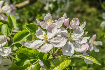Fototapeta premium Apfelblüten