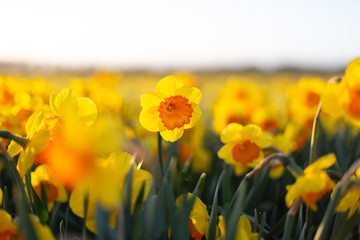 Closeup of amazing yellow daffodils flower field in the evening light