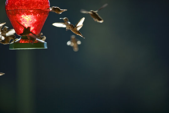 Tiny hummingbirds hovering around a bird feeder