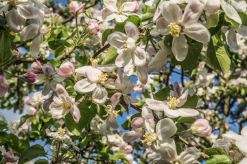 Biene auf Apfelblüte