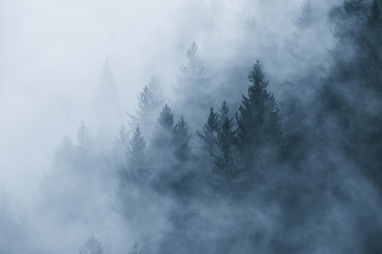 Leśny krajobraz w porannej mgle.