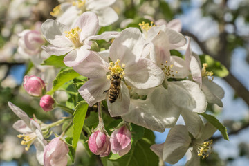 Fototapeta na wymiar Biene auf Apfelblüte