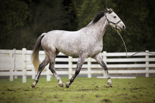 Horse galloping in paddock