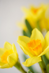Posy of bright yellow spring daffodils in a vase placed in the living room as a decoration. Vertical photo, Wallpaper