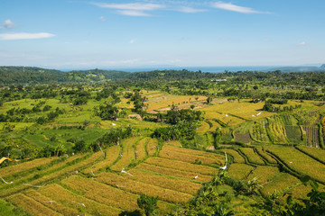 Fototapeta na wymiar View of valley with rice fields on the Bali island, Indonesia.