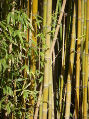 Fototapeta na wymiar Bambous au jardin japonais