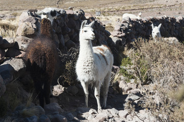 Llamas in the vicinity of Coquesa - Tahua Village, Salar de Uyuni, Bolivia