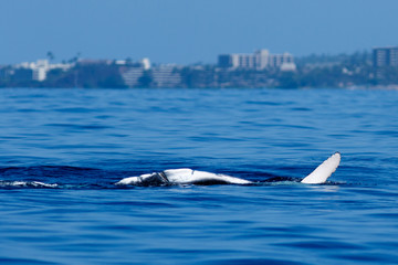 Humpback whale pectoral fin.
