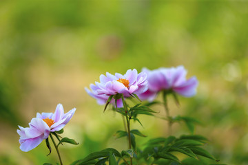 Blooming peony flowers in the park