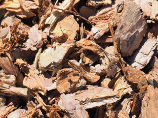 Wood mulch chips from pine bark. Shredded brown bark background, close-up. Garden decorative and...