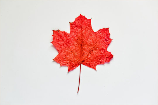 Red autumn leaf of Maple tree on a white background. Inspired by the Canadian flag.