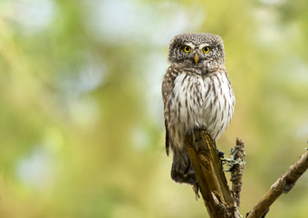 Eurasian pygmy owl (Glaucidium passerinum)