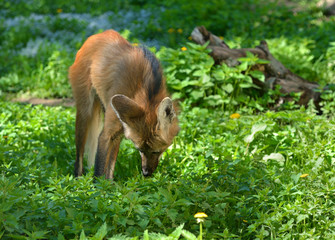 Maned wolf (Chrysocyon brachyurus) in meadow