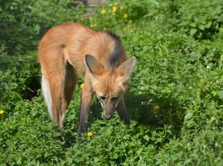 Maned wolf (Chrysocyon brachyurus), it bears minor similarities to red fox, although it belongs to different genus