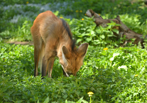 Maned wolf (Chrysocyon brachyurus) in grass