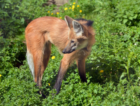 Maned wolf (Chrysocyon brachyurus), largest canid. It is only species in genus Chrysocyon (meaning "golden dog").