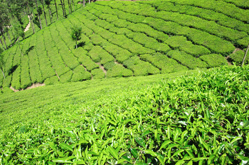 Beautiful expanse of green tea plantations at sunset, grown in terraces on the hills of Darjeeling. India.