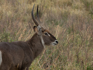 Head of a Waterbuck