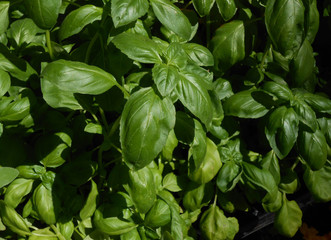 Basil at Ventimiglia Market 3