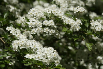 Weissdorn (Crataegus spec.)