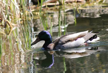 Duck on the pond
